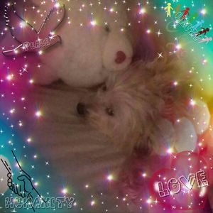 Meet your Posher, Sherry